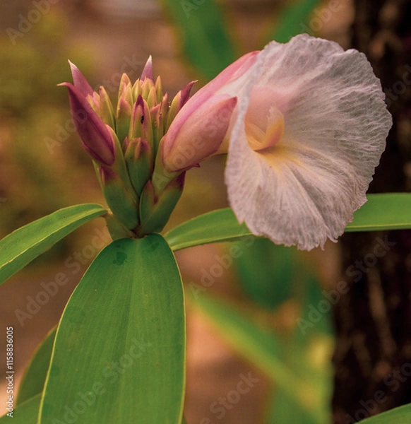 Fototapeta White Flower Bud with Green Leaves