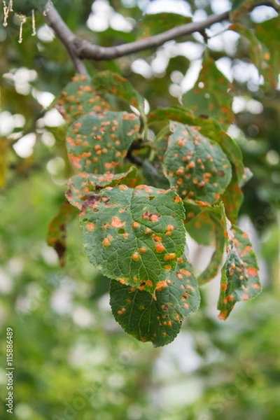 Obraz plum tree disease affected leaves closeup