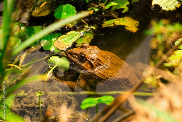 Obraz Frog in the Pond