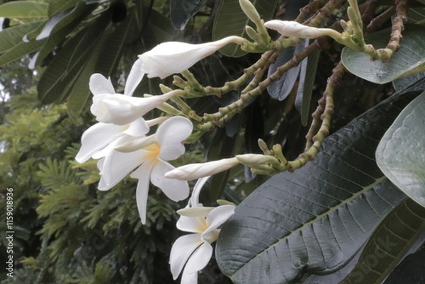 Obraz White Plumeria Blossoms
