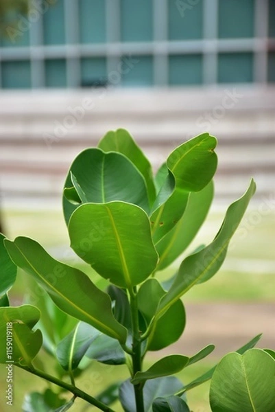 Obraz Fresh Green Leaves