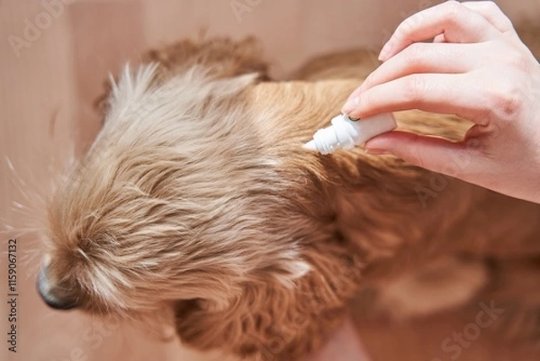 Obraz the dog is treated with a flea remedy. The dog is dripped on the withers with a parasite remedy