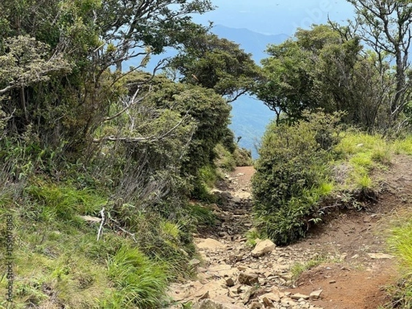 Fototapeta 祖母山登山道