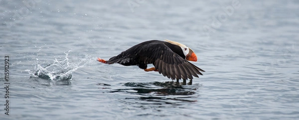 Obraz Tufted Puffin