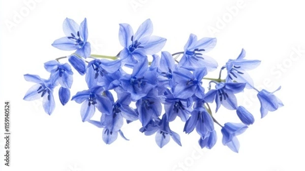 Fototapeta A macro shot capturing the intricate details of a cluster of blue forget-me-not flowers, isolated white background, minimalist art style