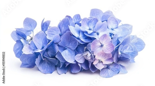Fototapeta A macro shot of a cluster of blue hydrangea flowers with clustered blooms, isolated white background, romantic art style