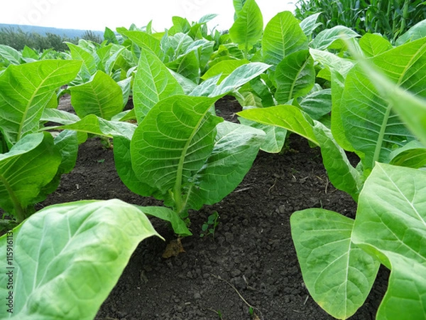 Fototapeta Tobacco plants in the field, growing tobacco in natural conditions, Leaves of plants for making cigarettes