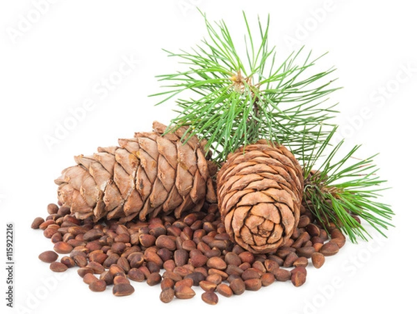 Fototapeta Cedar cones with branch