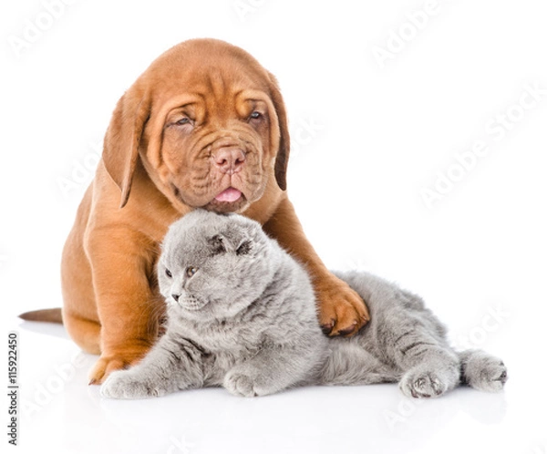 Fototapeta Bordeaux puppy embracing sleeping cat. isolated on white background
