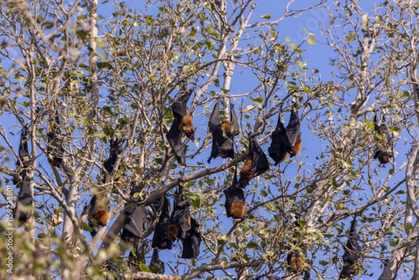 Fototapeta fruit bats rusting