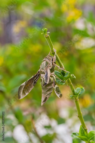 Fototapeta night butterfly on green leaf