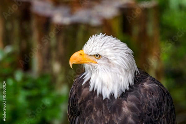 Fototapeta Portrait of an American bald eagle - head and shoulders.