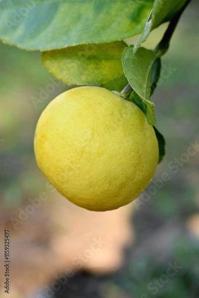 Fototapeta closeup the green yellow juicy lemon fruit hanging with leaves and branch in the farm soft focus natural green brown background.