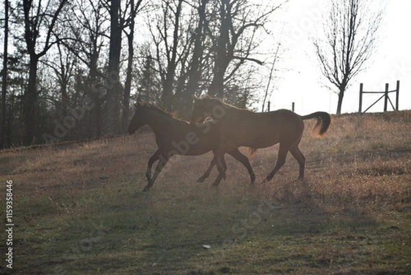 Obraz Horses running