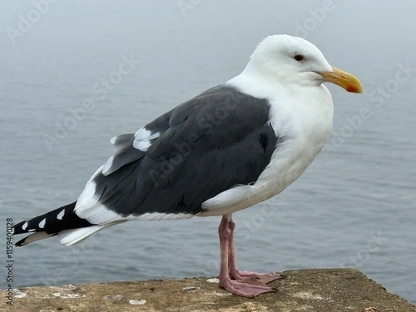 Obraz seagull on the rock