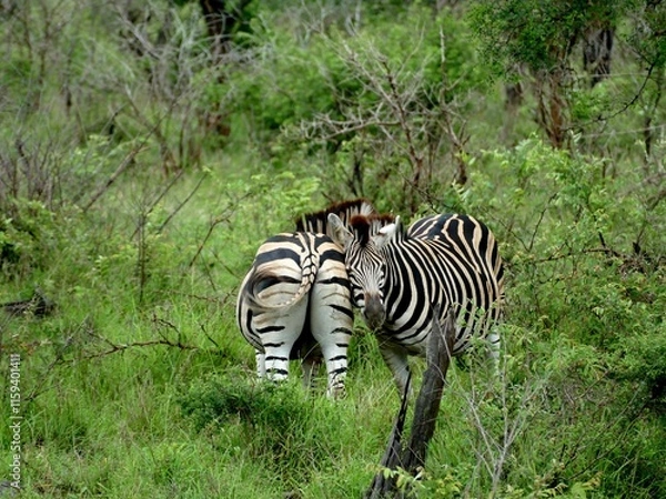 Fototapeta Cuddling zebra