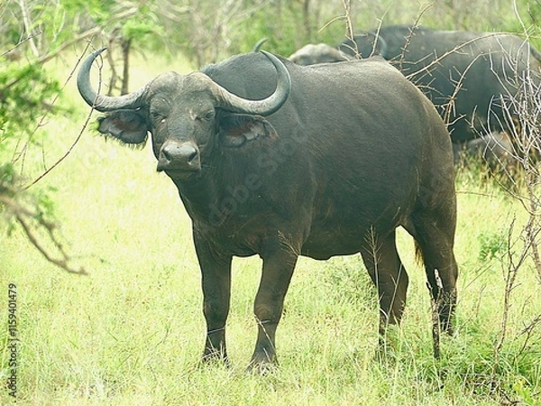 Obraz Buffalo