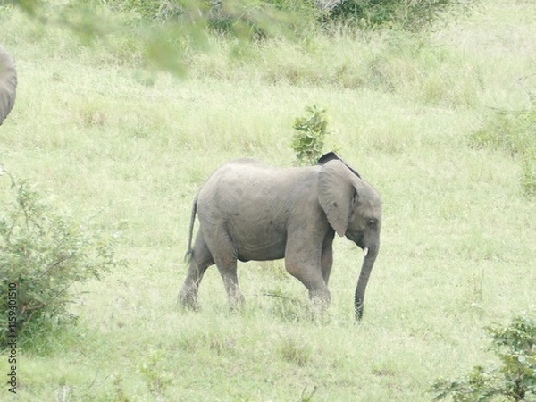 Obraz Baby elephant