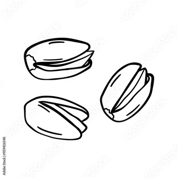 Obraz Pistachio vector icon in doodle style. Symbol in simple design. Cartoon object hand drawn isolated on white background.