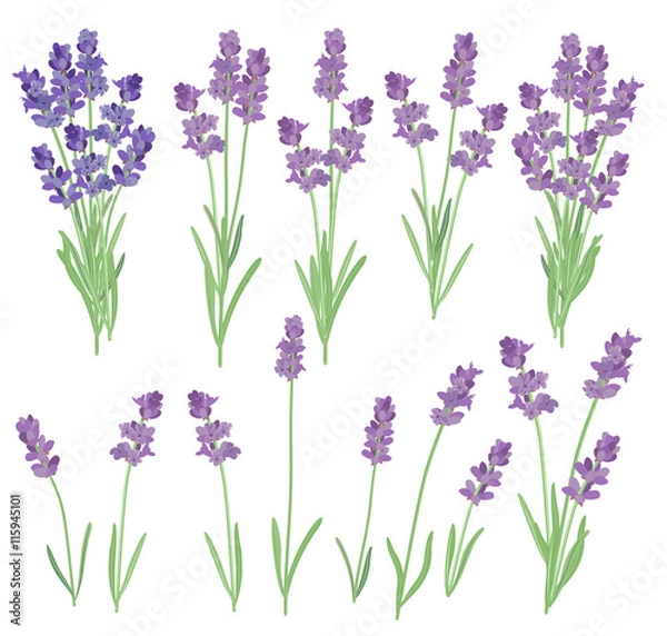 Obraz Vector illustration of lavender flowers in vintage style.