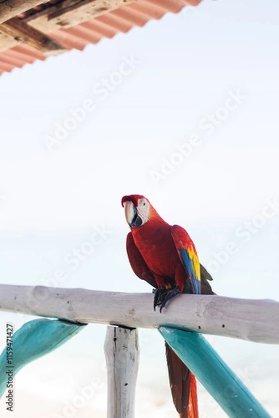 Obraz Perroquet face à la mer