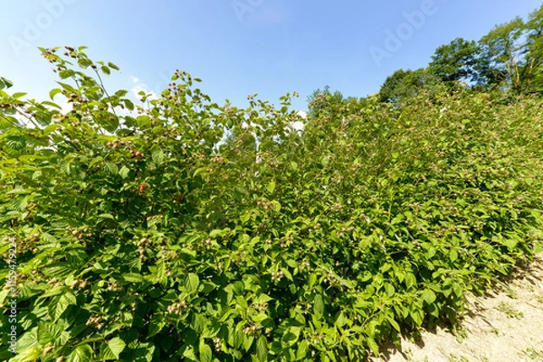 Fototapeta Culture, framboisier, Rubus idaeus, Serbie