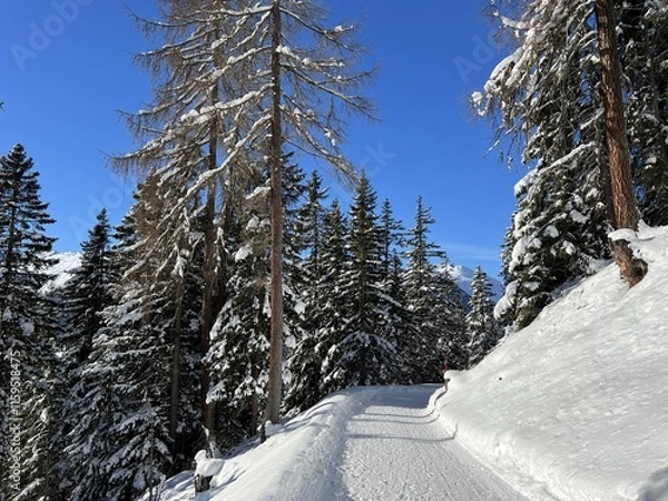 Obraz Excellently arranged and cleaned winter trails for walking, hiking, sports and recreation in the area of the tourist resort of Davos in the Swiss Alps - Canton of Grisons, Switzerland (Schweiz)