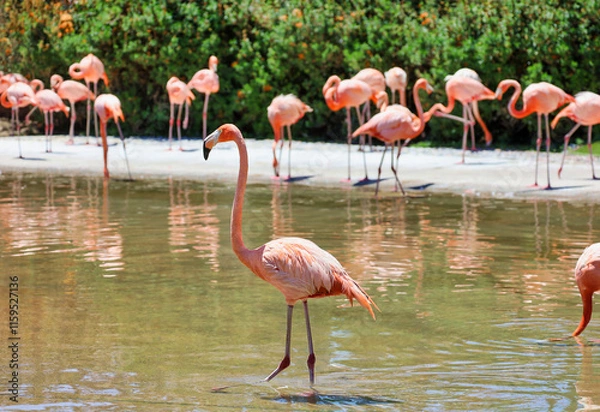 Fototapeta A flamingo in a pond with a flamboyance of flamingos with depth of field on the background.
