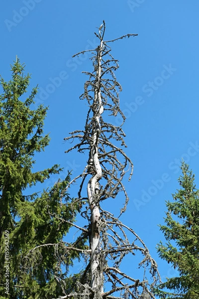 Fototapeta The top of a dry spruce tree in the middle of a coniferous forest against a blue sky.