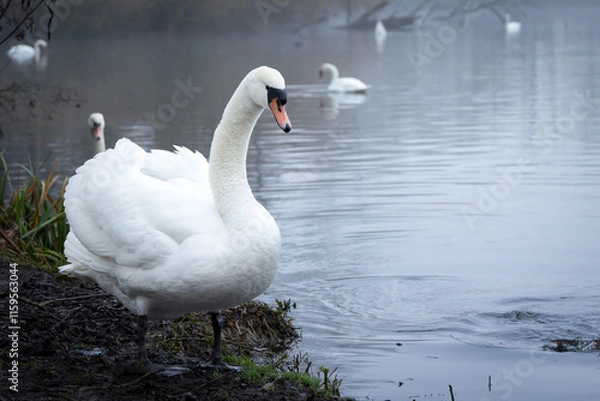Obraz Mute swan (Cygnus olor) on water, Donkmeer, Belgium