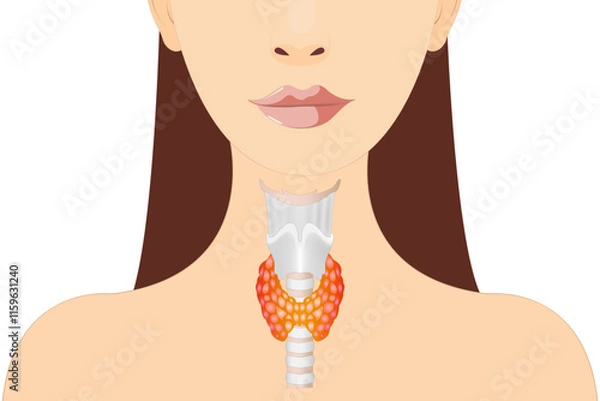 Fototapeta A healthy thyroid gland is shown in the silhouette of a woman.