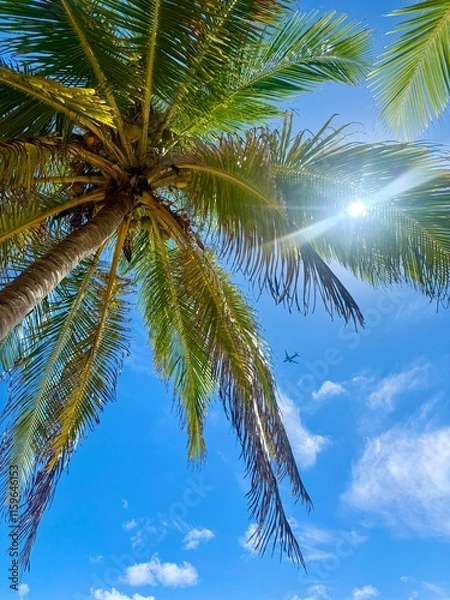 Fototapeta coconut tree