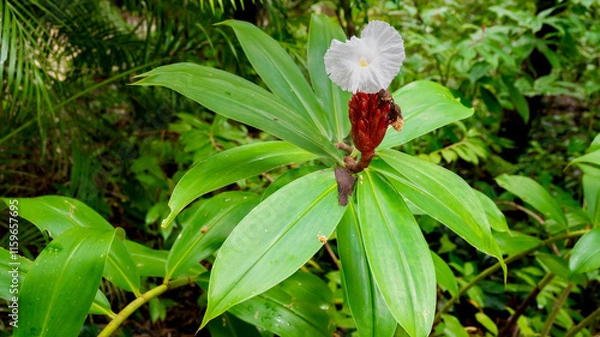 Obraz White flower of Cheilocostus Speciosus ( crêpe ginger)　　　