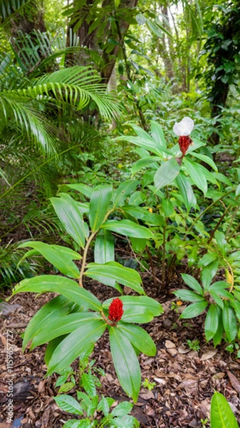 Obraz White flower of Cheilocostus Speciosus ( crêpe ginger)　　　