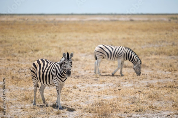 Obraz zebra in the savannah