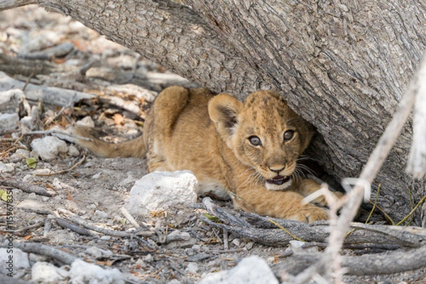 Fototapeta lion cub in the wild