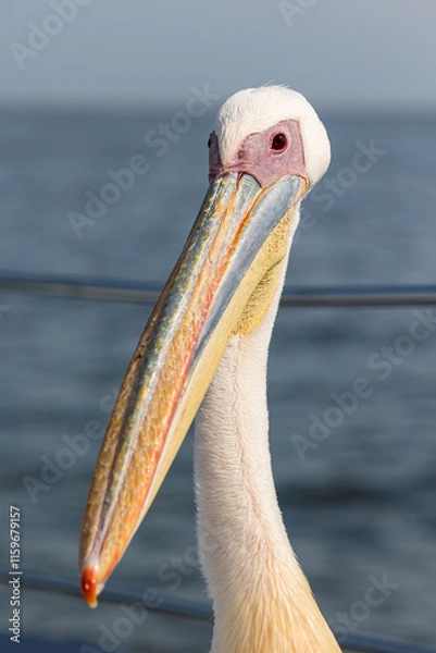 Fototapeta portrait of a pelican