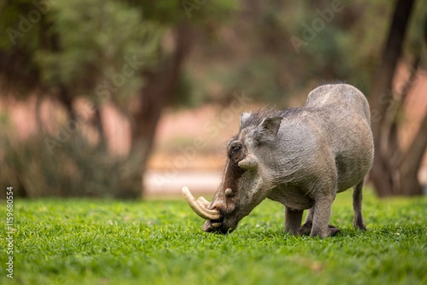 Fototapeta warthog in the grass