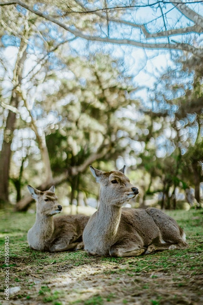 Fototapeta Nara deer resting on grass in the park, Japan
