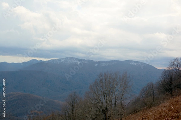 Obraz Sunshine winter forest in mountains