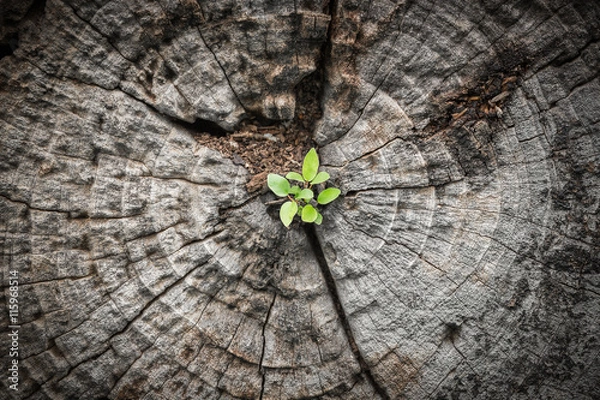 Obraz Small tree grows from dying wood