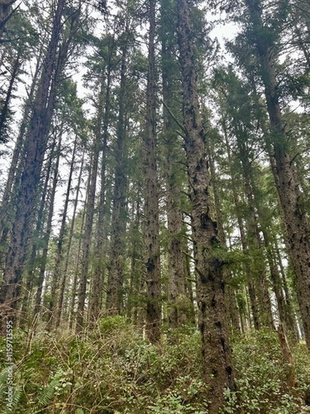 Obraz Coastal Oregon forest