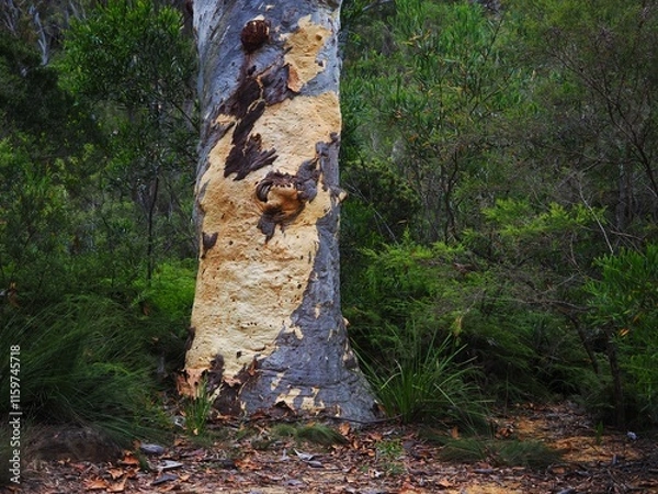 Fototapeta Eucalyptus Bark Patterns Texture