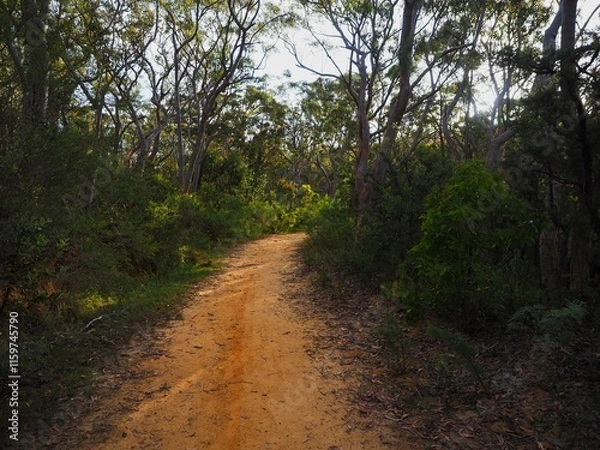 Obraz Forest Path Sunlight Trail