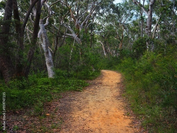 Obraz Winding Bush Trail Through Trees