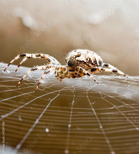 Obraz Spider web and spider