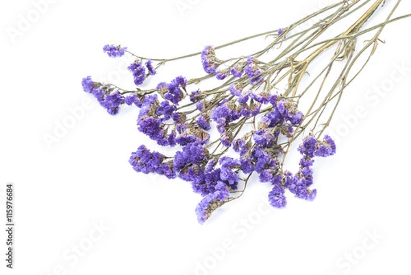 Obraz Dry statice flower on white background