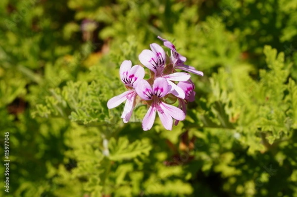 Obraz Różowe kwiaty Citronella geranium (Pelargonium Odorantissimum)