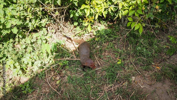 Obraz A mongoose seen in Yala National Park in Sri Lanka