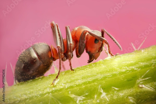Obraz ant close up sitting on a nettle